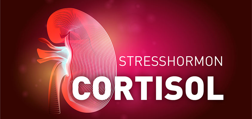 Cortisol, Hunger, Stress
